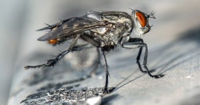 get rid of flies at home
